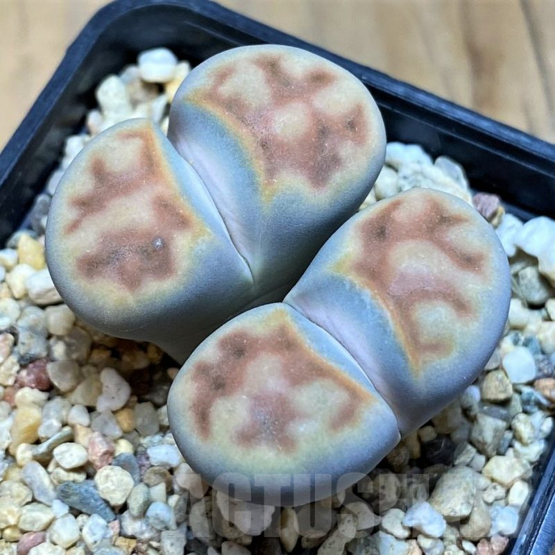 SH17229 Lithops karasmontana v. summitatum