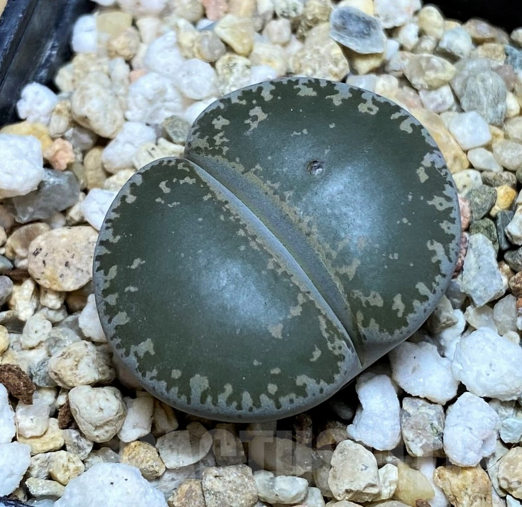SH17230 Lithops lesliei -near Heidelberg-
