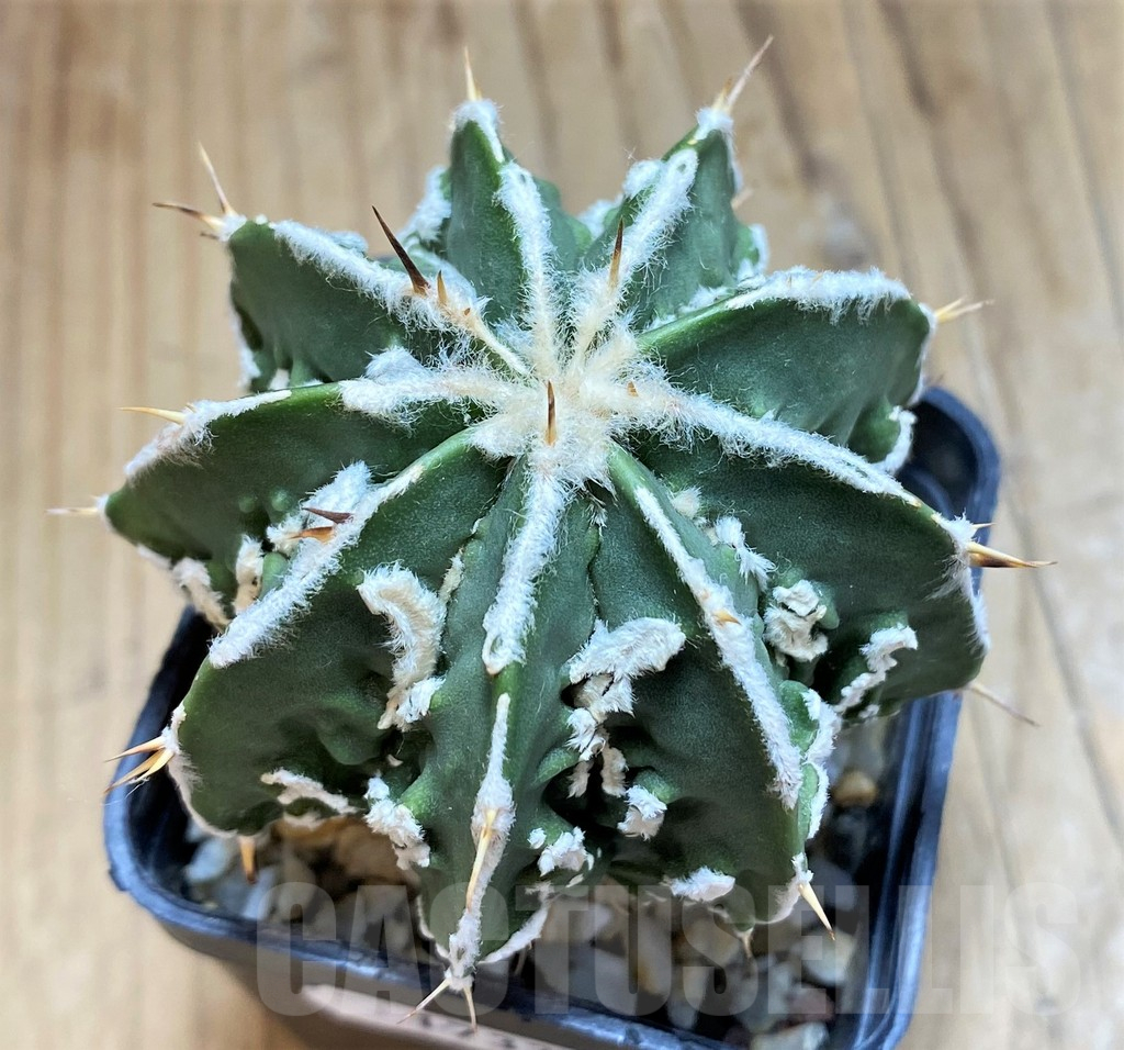 SH17332 Astrophytum ornatum 'Fukuryu'