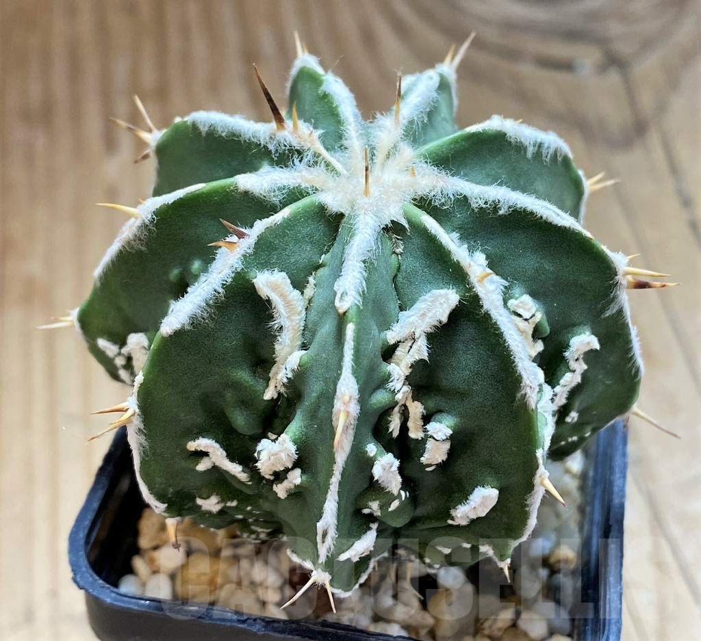 SH17332 Astrophytum ornatum 'Fukuryu' - Image 2