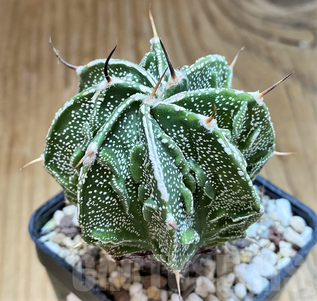 SH17333 Astrophytum ornatum 'Fukuryu'