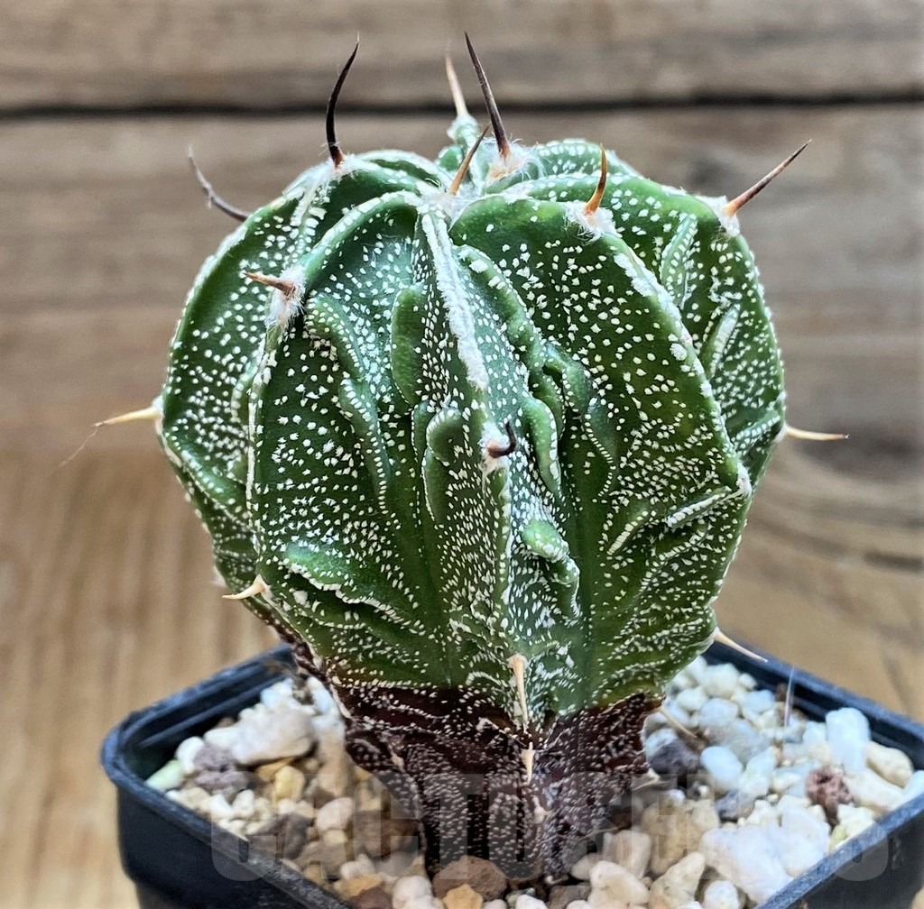 SH17333 Astrophytum ornatum 'Fukuryu' - Image 2