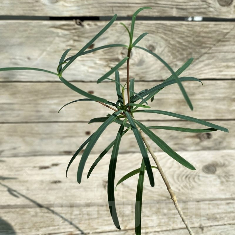 SH17379 Euphorbia hedyotoides