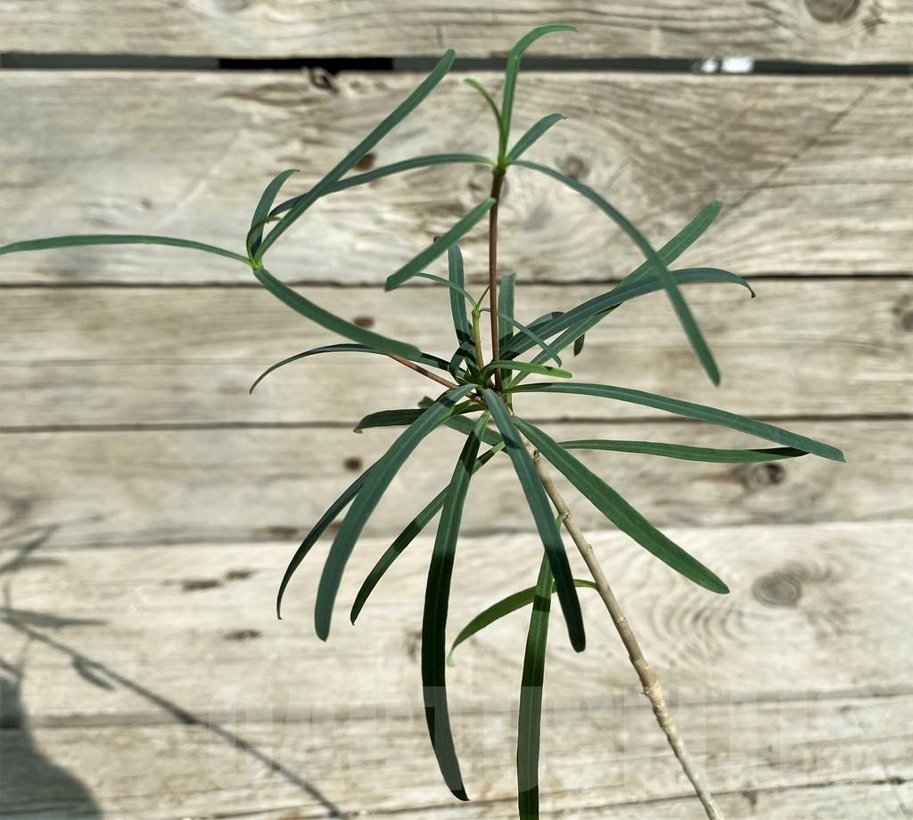 SH17379 Euphorbia hedyotoides