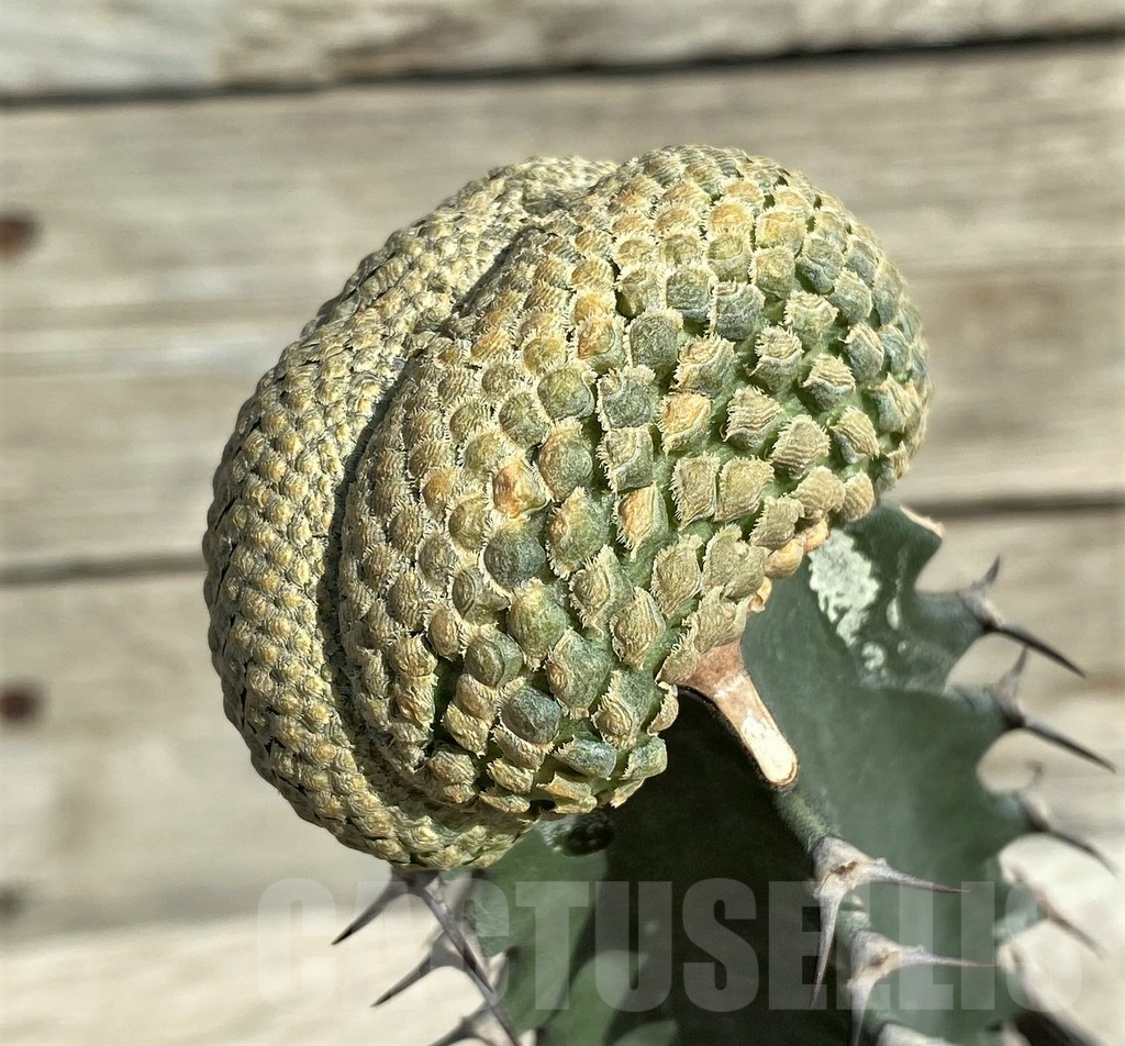 SH17382 Euphorbia piscidermis f. cristata, grafted