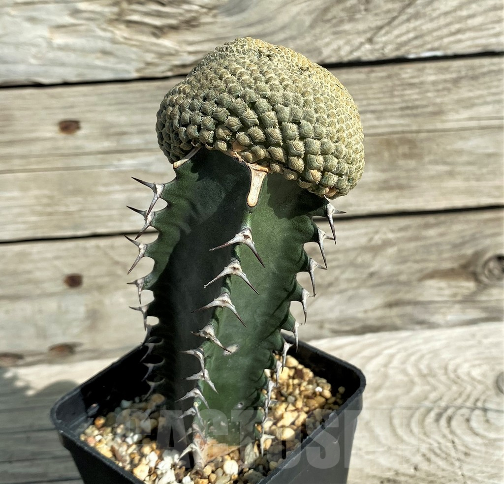 SH17382 Euphorbia piscidermis f. cristata, grafted - Image 2