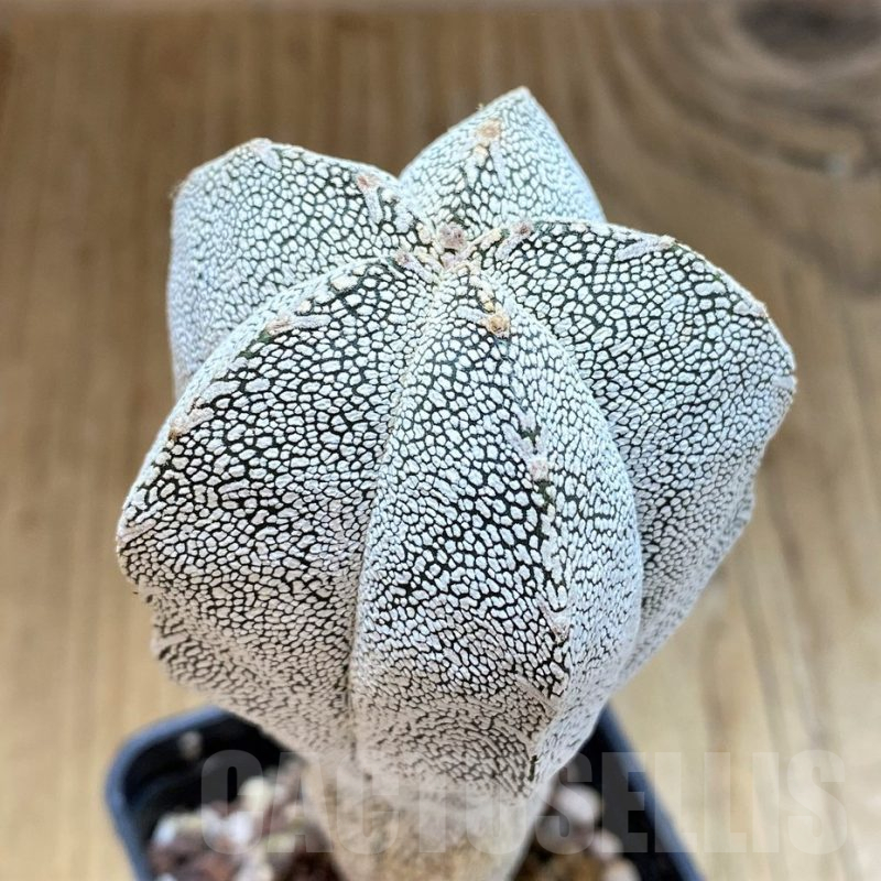 SH17334 Astrophytum myriostigma 'Onzuka'