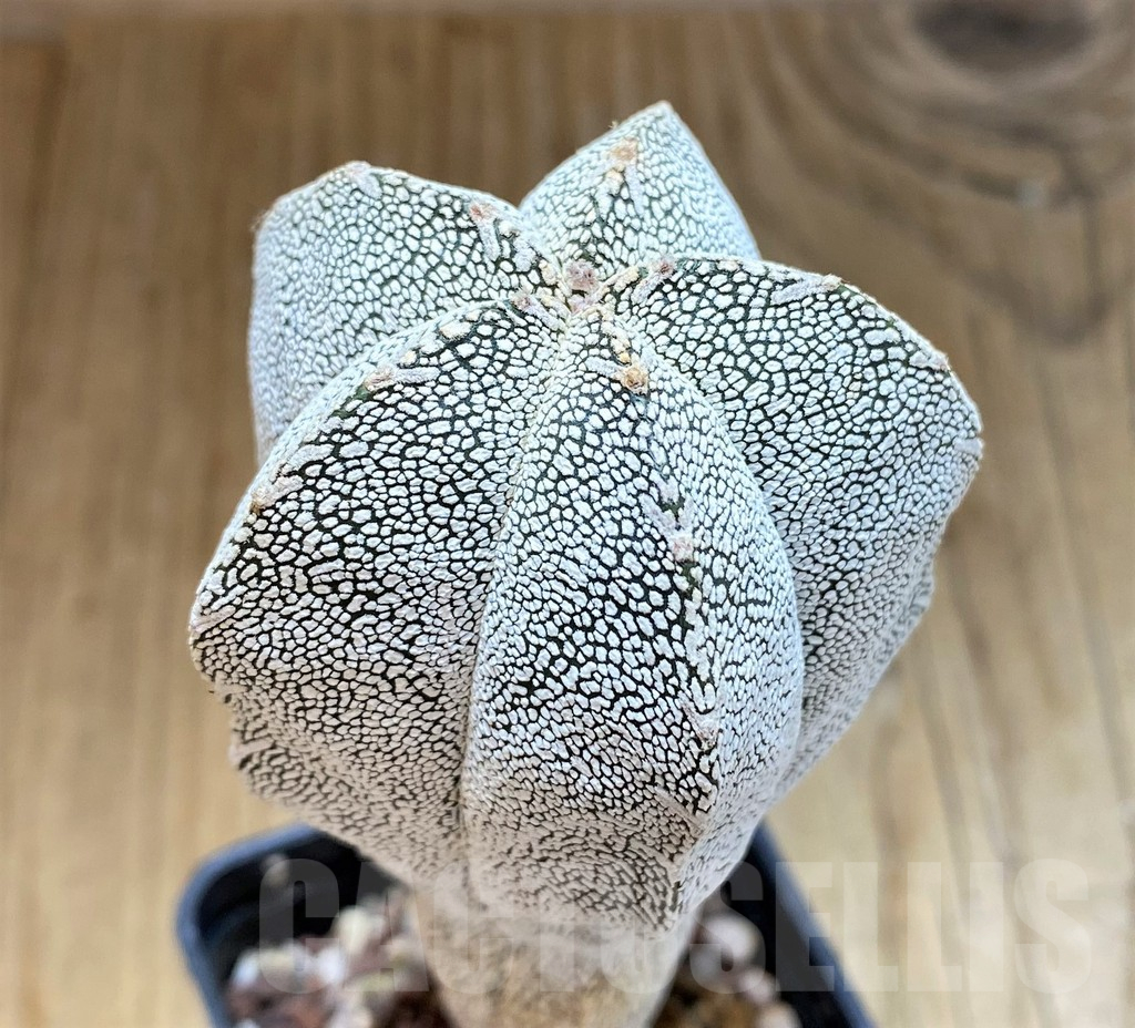 SH17334 Astrophytum myriostigma 'Onzuka'
