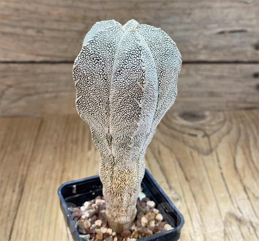 SH17334 Astrophytum myriostigma 'Onzuka' - Image 2