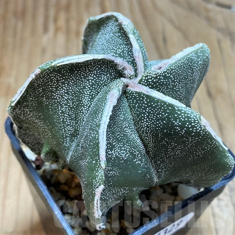 SH17329 Astrophytum myriostigma hybrid