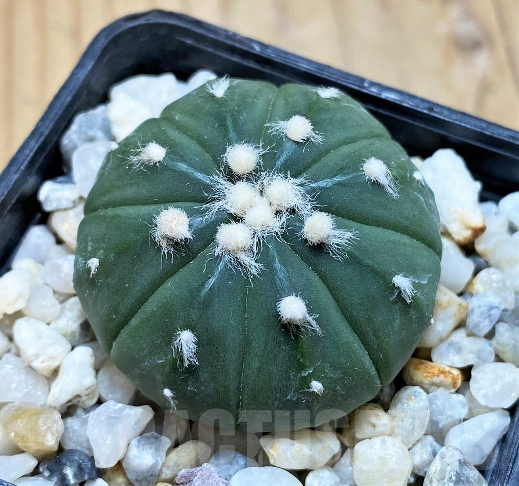 SH17336 Astrophytum asterias f. nudum