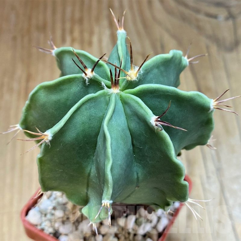 SH17337 Astrophytum ornatum f. nudum