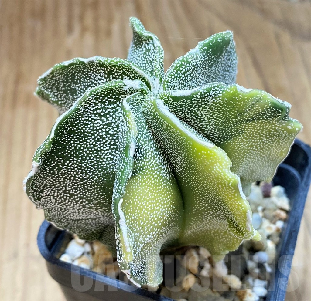 SH17338 Astrophytum myriostigma v. multicostatum f. variegata - 画像 (2)