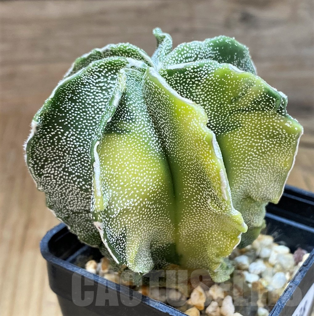 SH17338 Astrophytum myriostigma v. multicostatum f. variegata