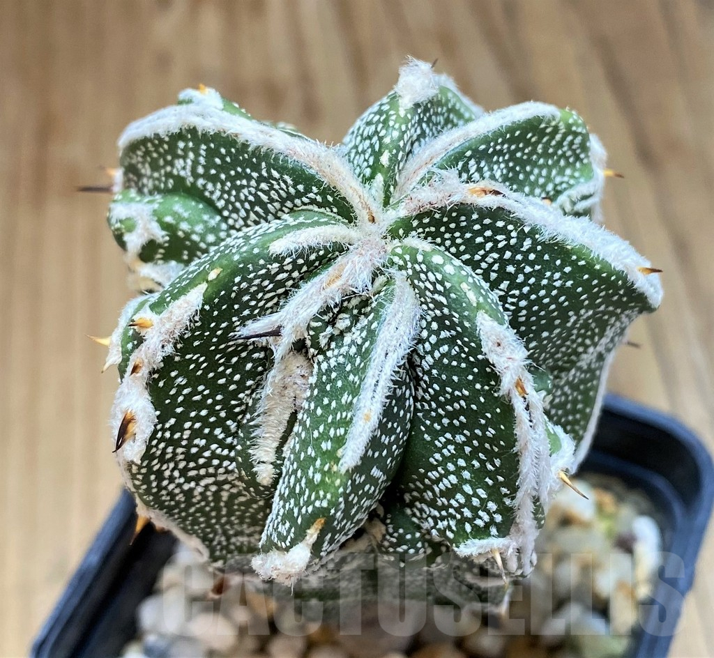 SH17340 Astrophytum myriostigma 'Fukuryu'
