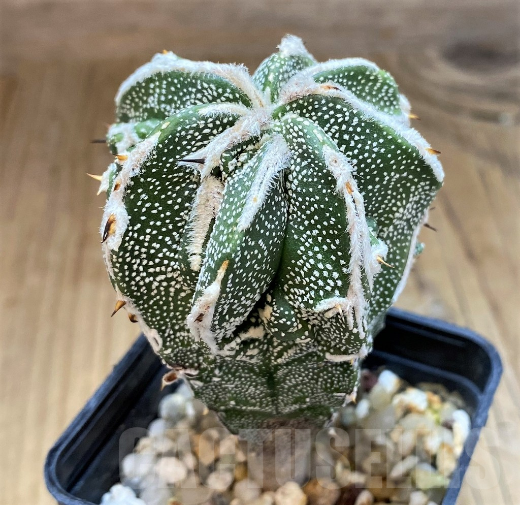 SH17340 Astrophytum myriostigma 'Fukuryu' - 画像 (2)