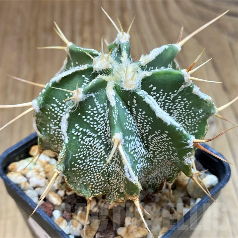 SH17341 Astrophytum ornatum hybrid