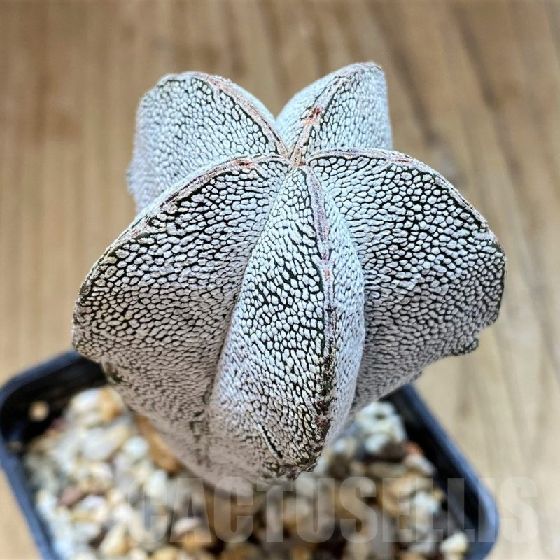 SH17344 Astrophytum myriostigma ‘Onzuka’