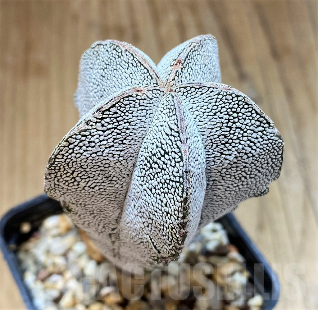 SH17344 Astrophytum myriostigma ‘Onzuka’