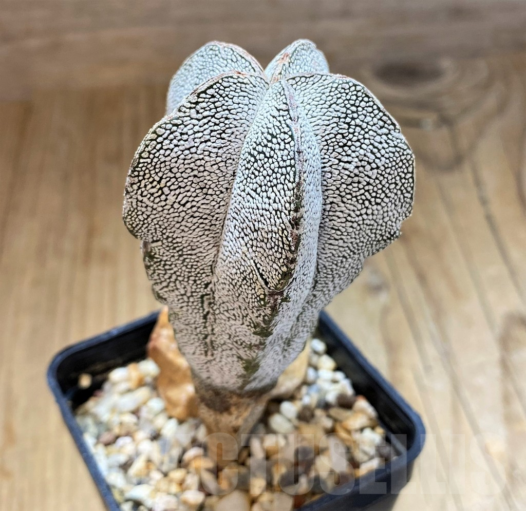SH17344 Astrophytum myriostigma ‘Onzuka’ - Image 2