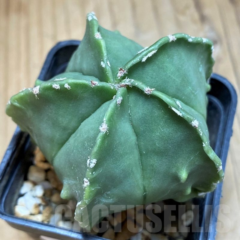 SH17347 Astrophytum myriostigma f. nudum