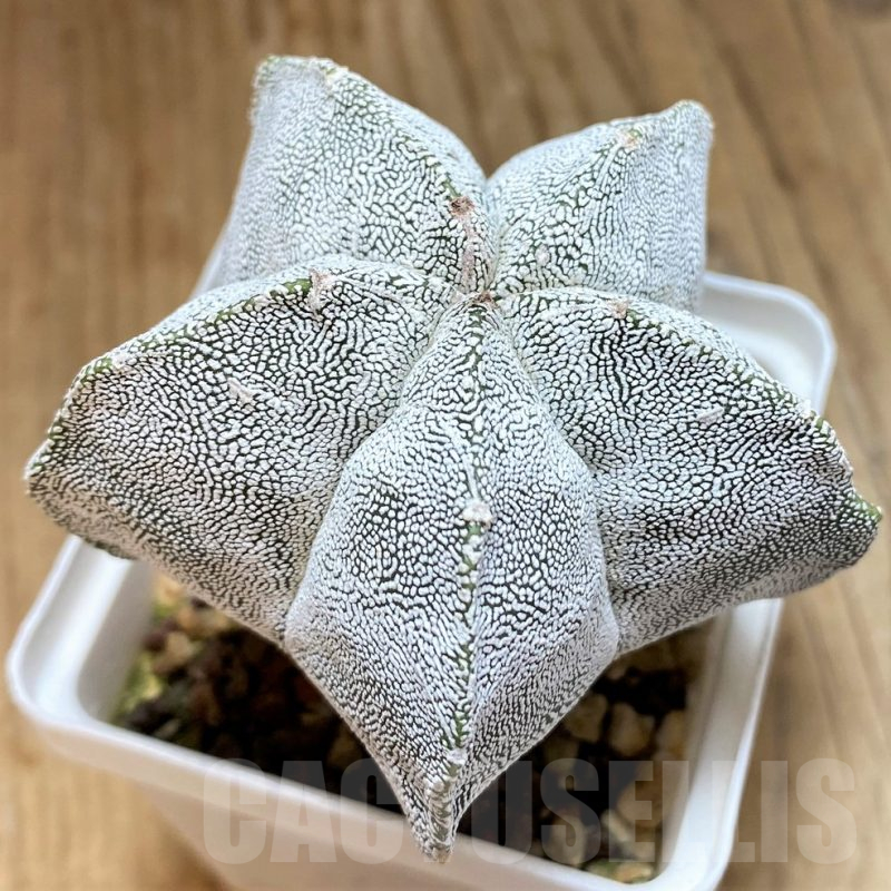 SH17348 Astrophytum myriostigma 'Onzuka'