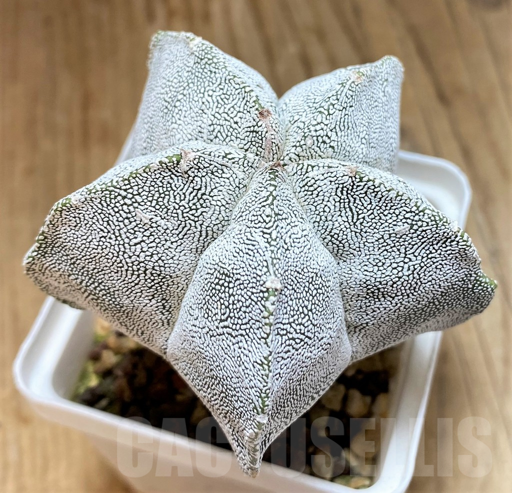 SH17348 Astrophytum myriostigma 'Onzuka'