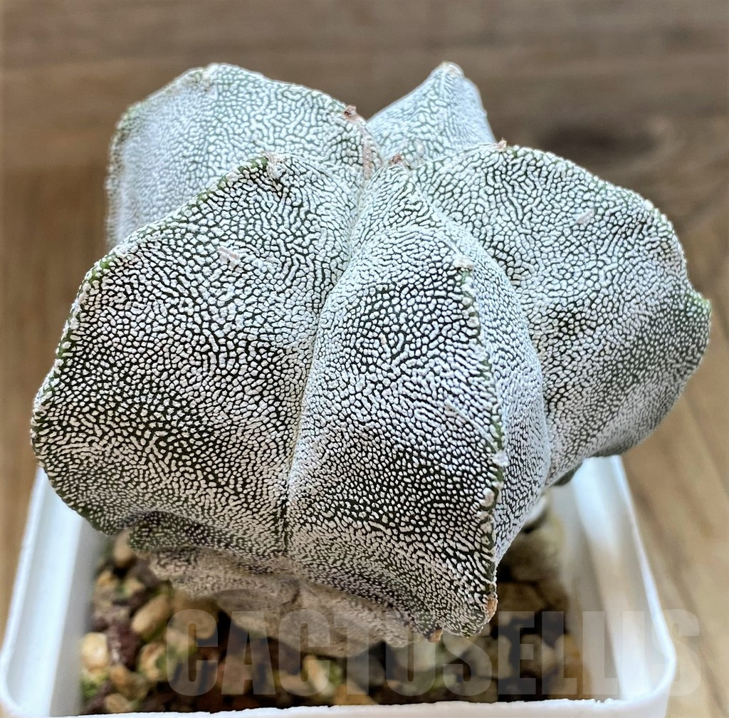 SH17348 Astrophytum myriostigma 'Onzuka' - Image 2
