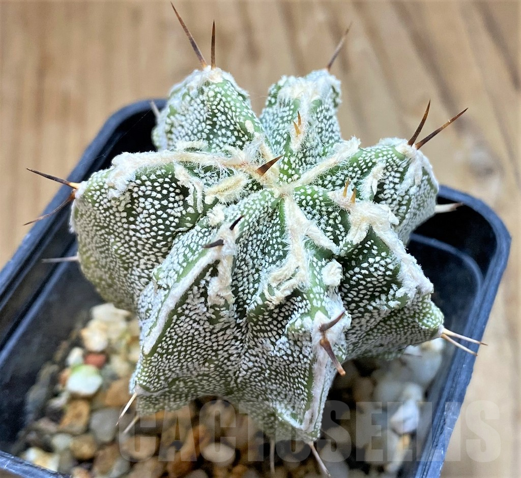 SH17349 Astrophytum ornatum 'Fukuryu'