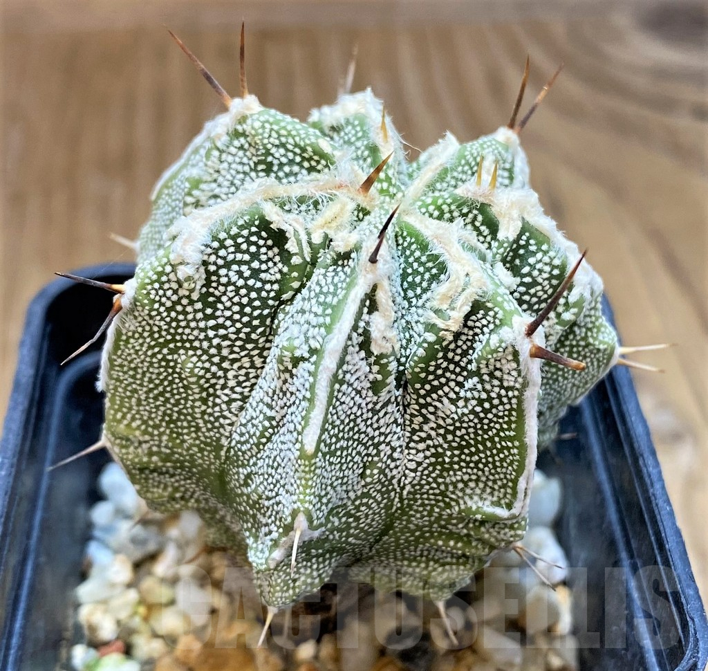 SH17349 Astrophytum ornatum 'Fukuryu' - Obrázek 2