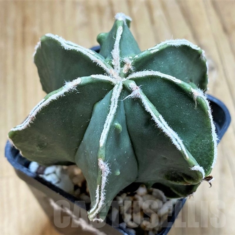 SH17331 Astrophytum myriostigma v. multicostatum f. nudum hybrid