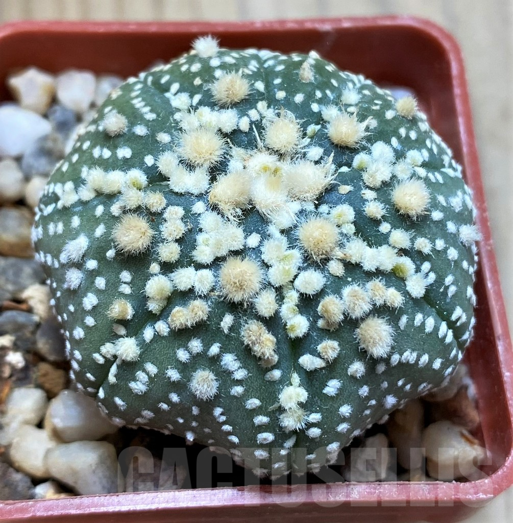SH17465 Astrophytum asterias 'Hanazono'