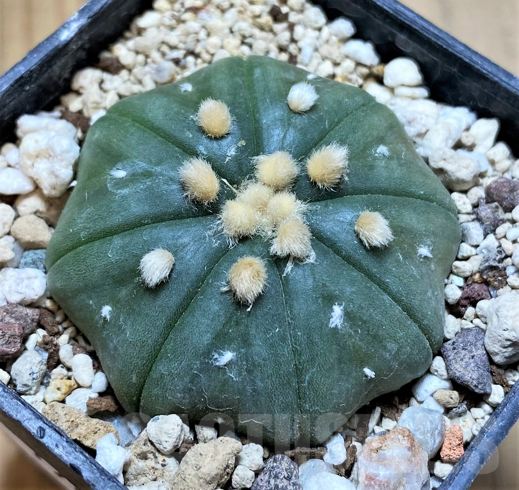 SH17466 Astrophytum asterias 'Star Shape' f. nudum