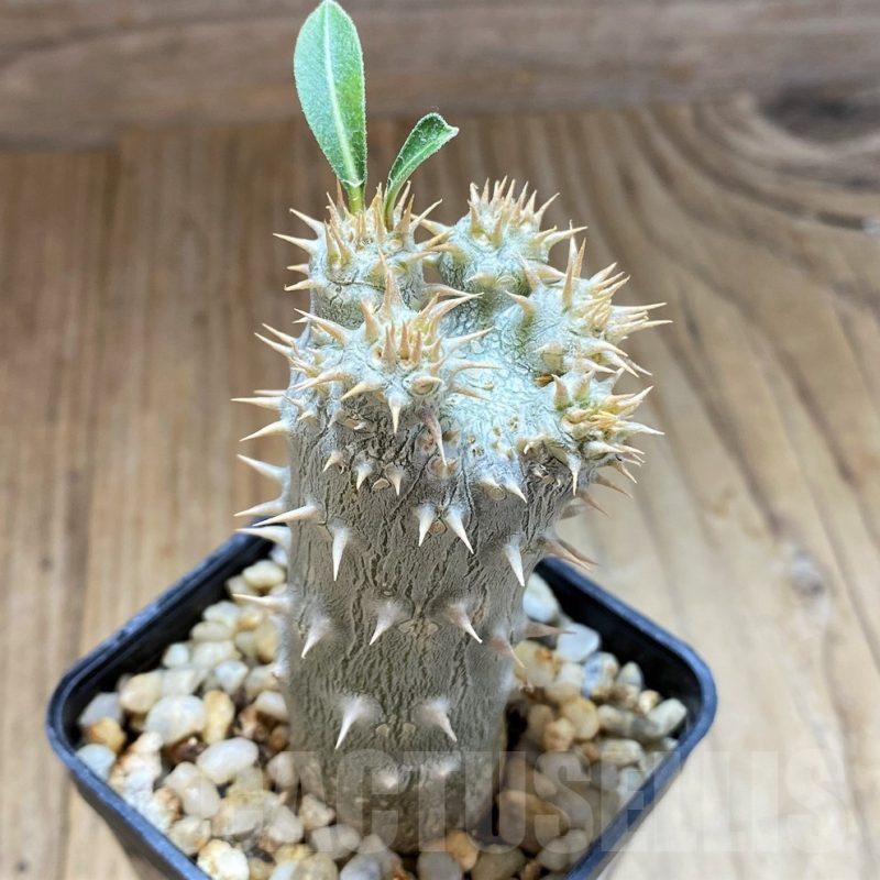 SH17474 Pachypodium horombense