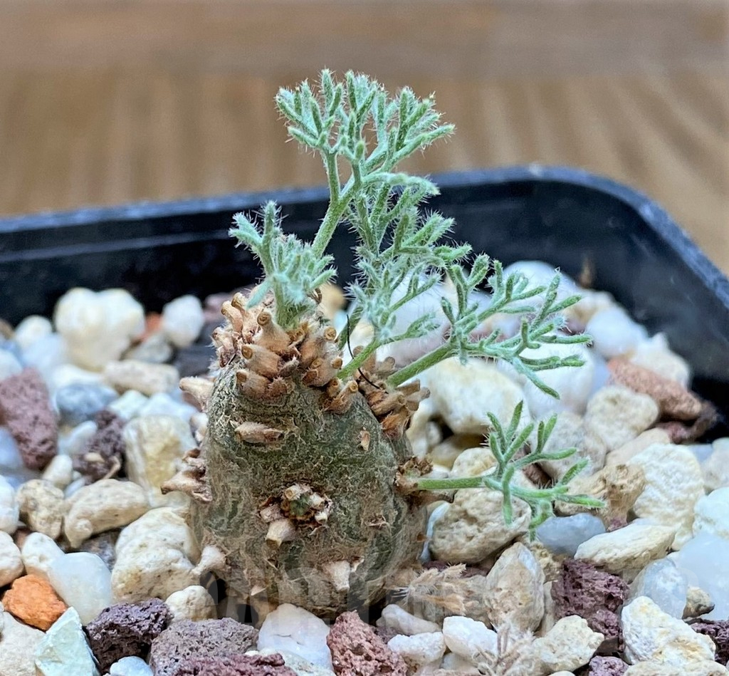 SH17479 Sarcocaulon peniculinum