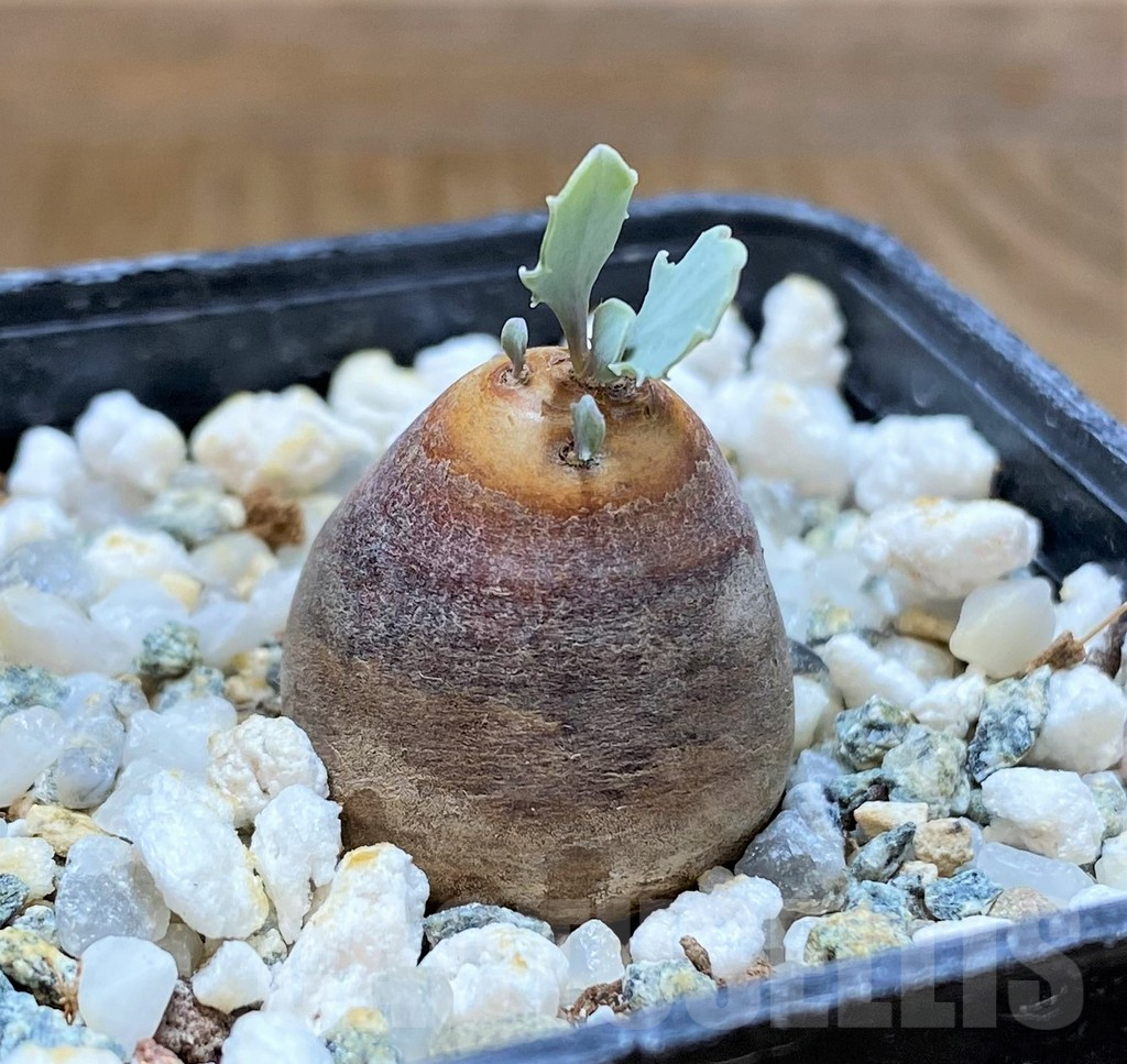 SH17481 Othonna cacalioides