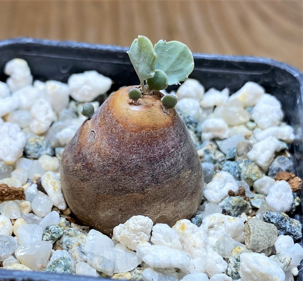 SH17481 Othonna cacalioides - 画像 (2)