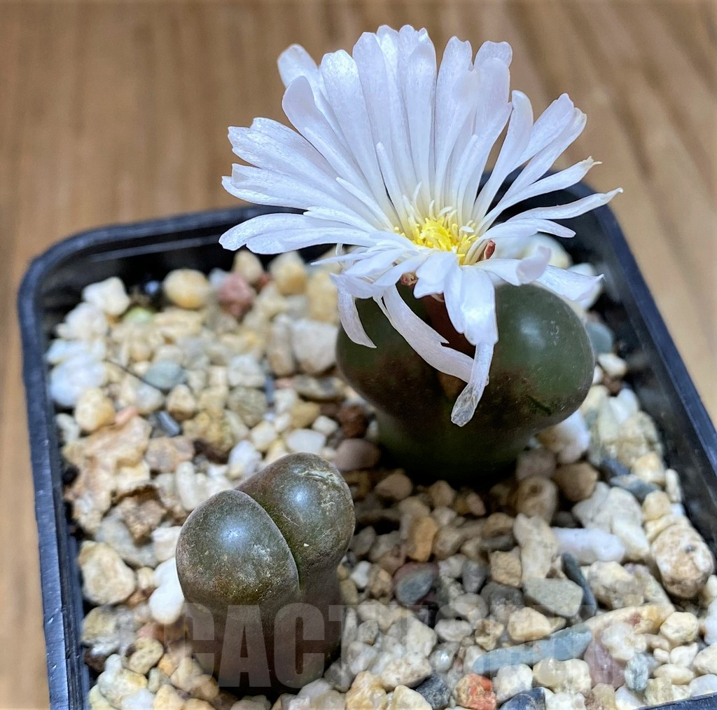 SH17484 Conophytum lydiae