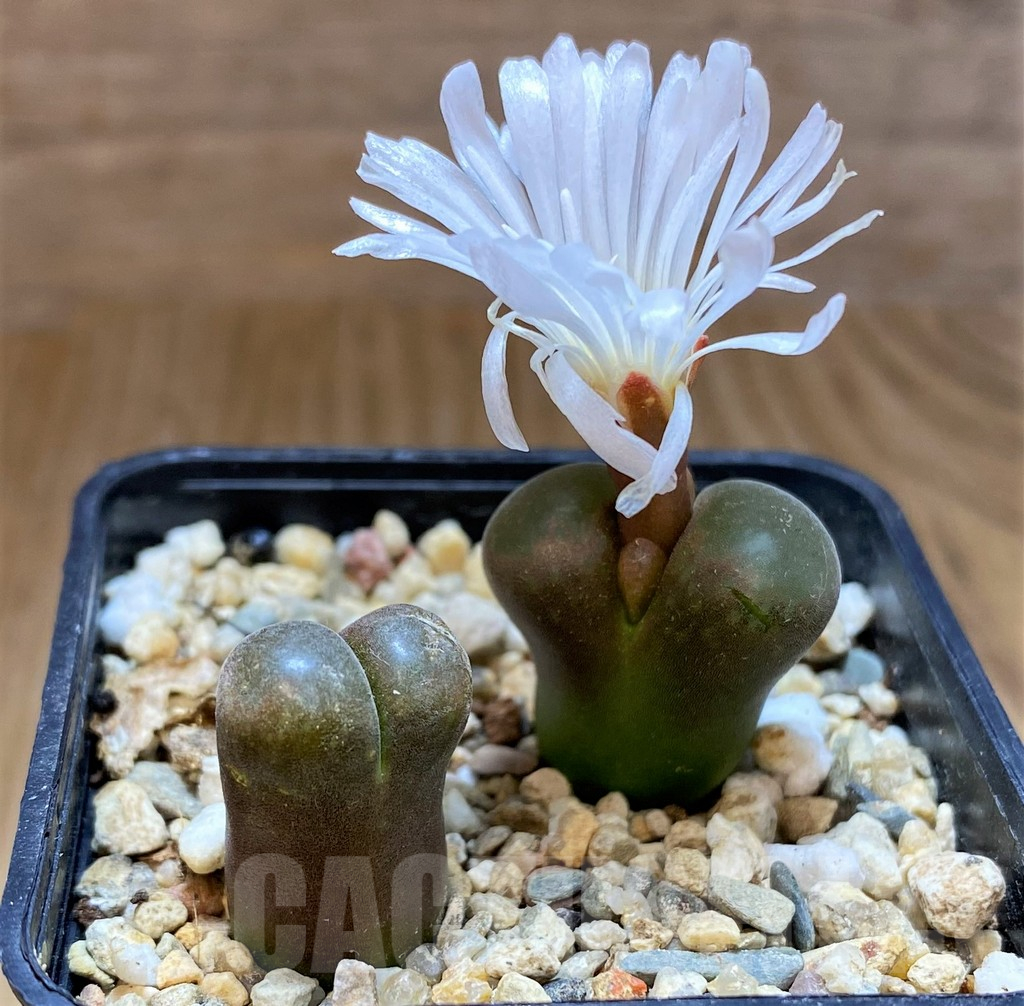 SH17484 Conophytum lydiae - Obrázek 2
