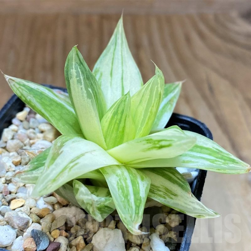 SH17487 Haworthia cymbiformis f. variegata