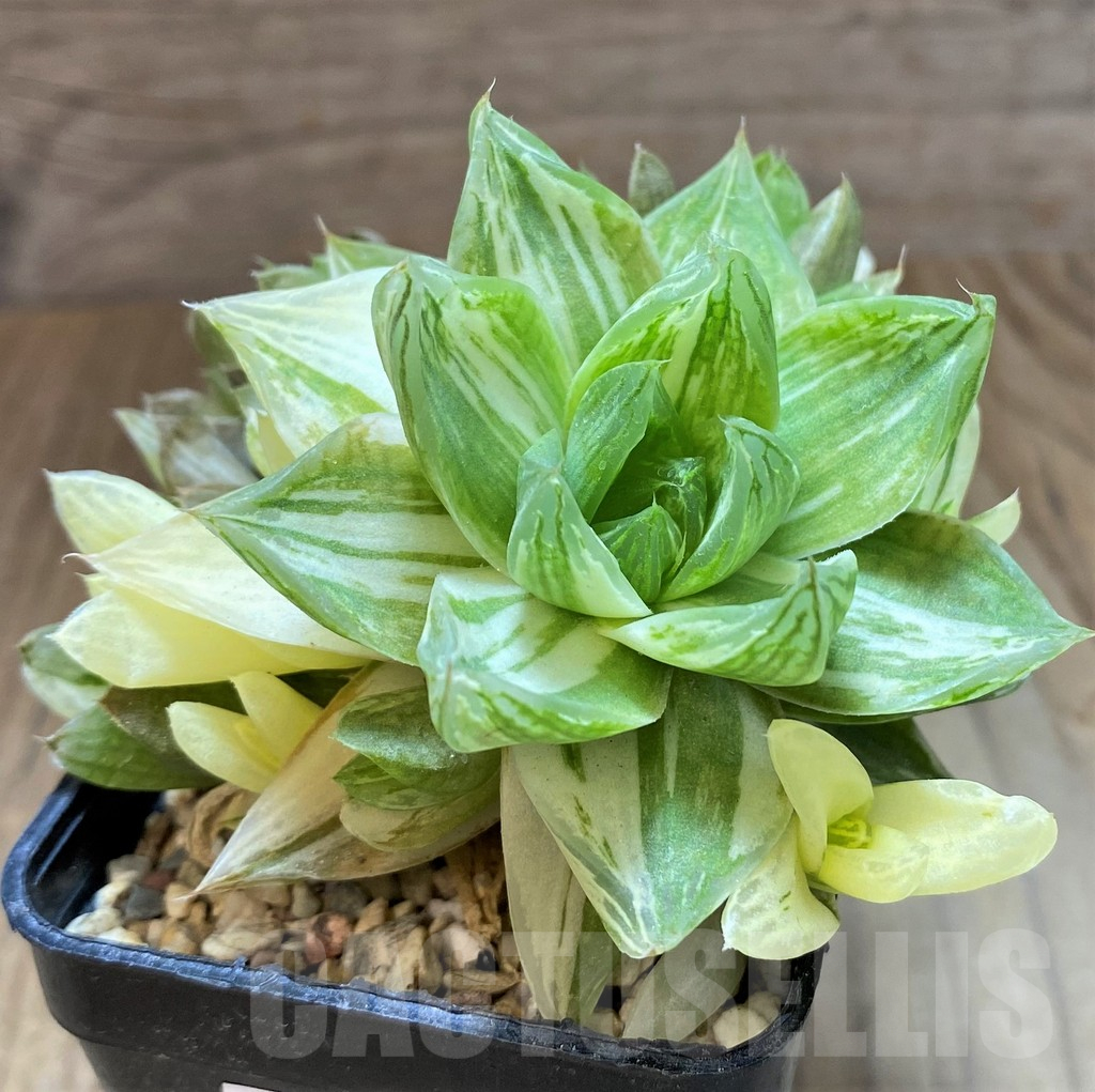 SH17488 Haworthia cymbiformis f. variegata