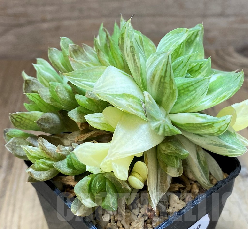 SH17488 Haworthia cymbiformis f. variegata - Image 2