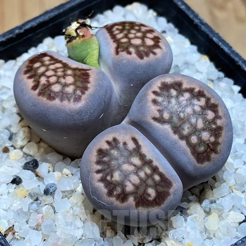 SH17535 Lithops julii ‘Kikushogiyoku’ hybrid