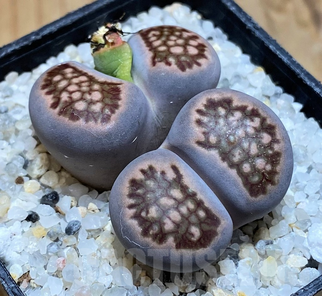 SH17535 Lithops julii ‘Kikushogiyoku’ hybrid