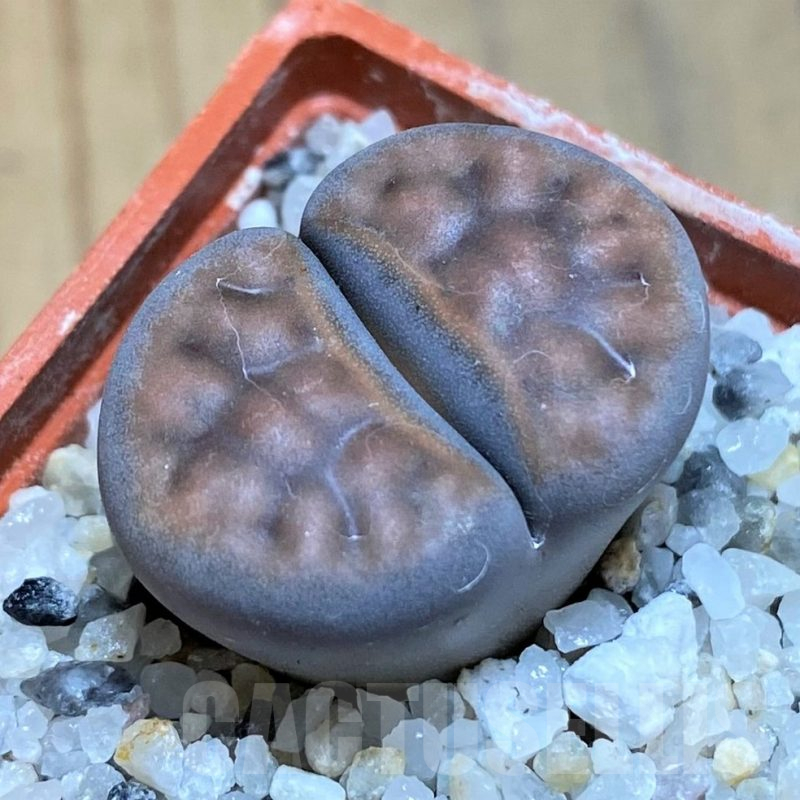 SH17580 Lithops karasmontana C182