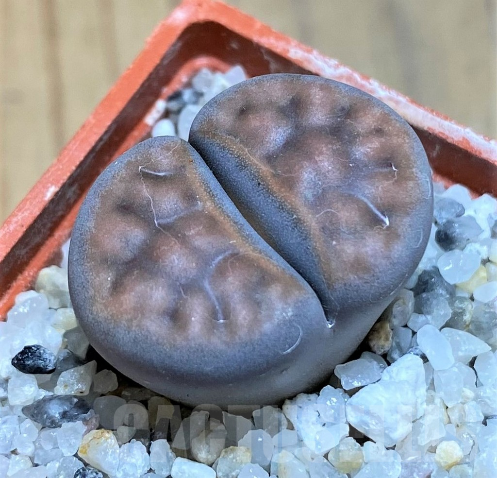 SH17580 Lithops karasmontana C182