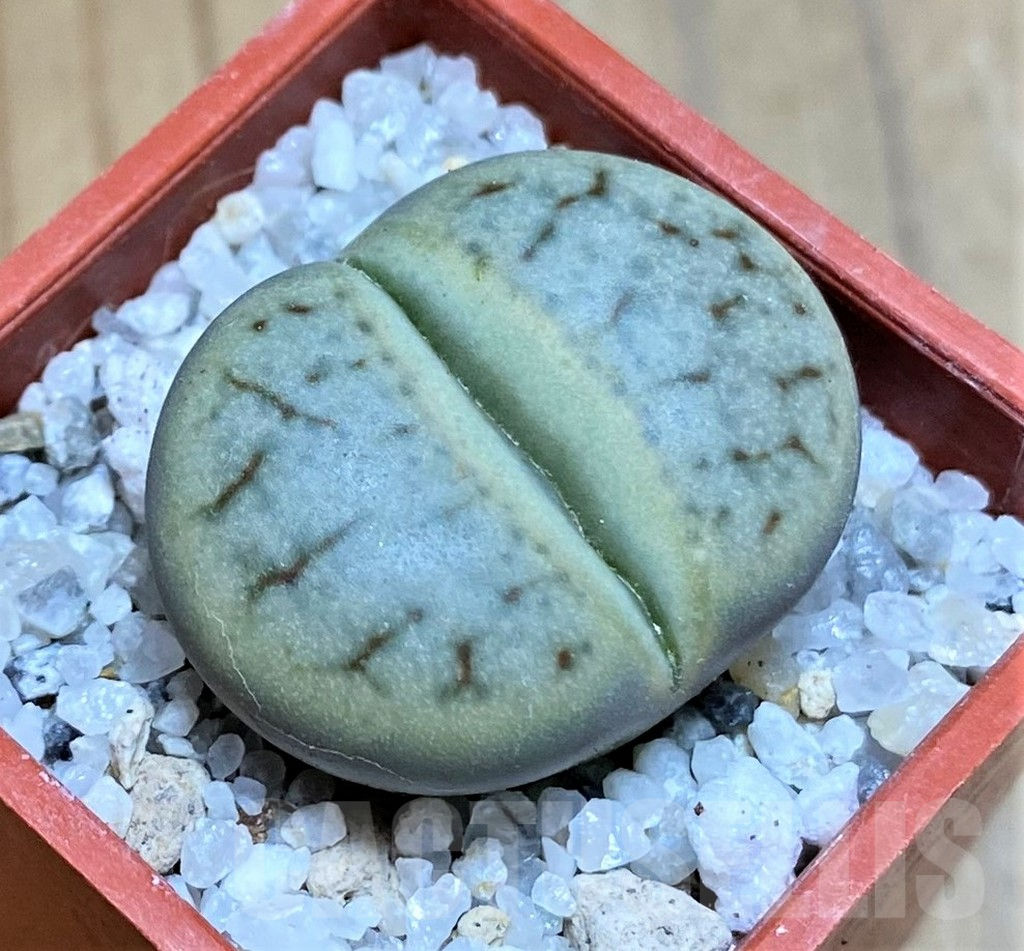 SH17583 Lithops 'Talisman'