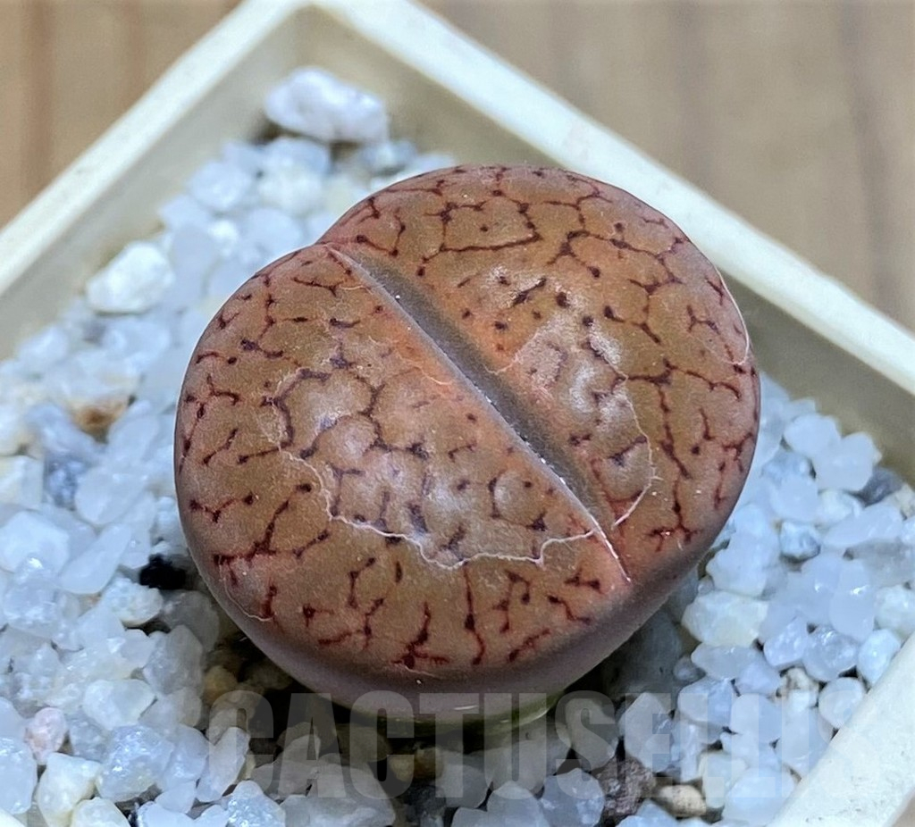 SH17584 Lithops aucampiae C016