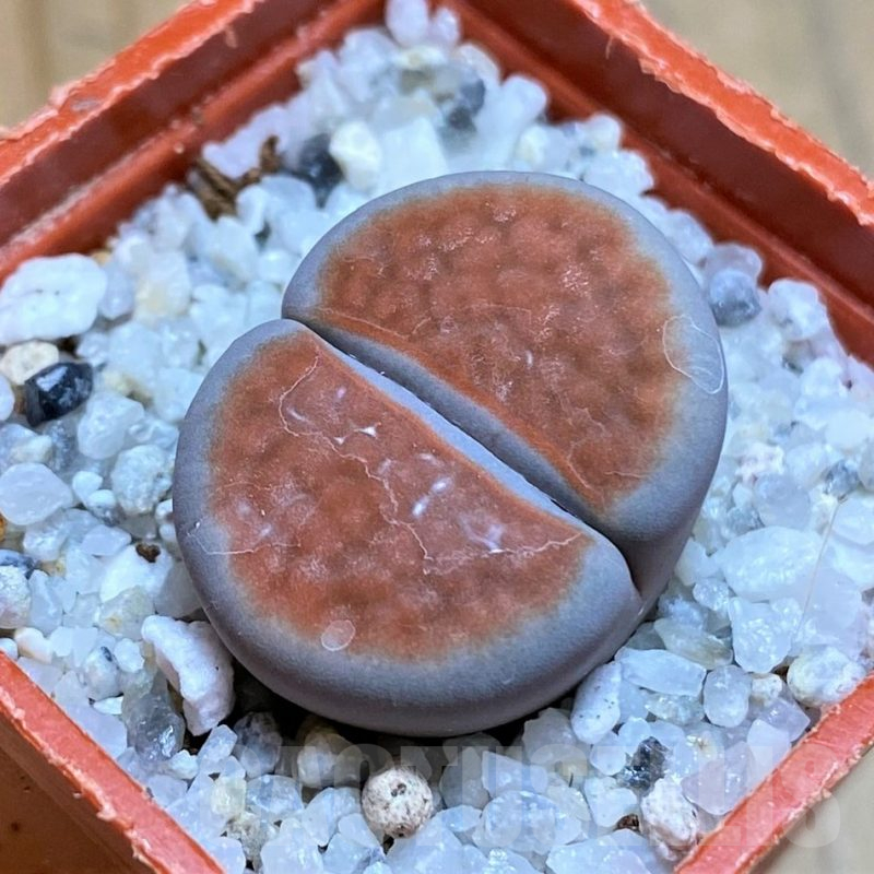 SH17585 Lithops karasmontana 'Lateritia'