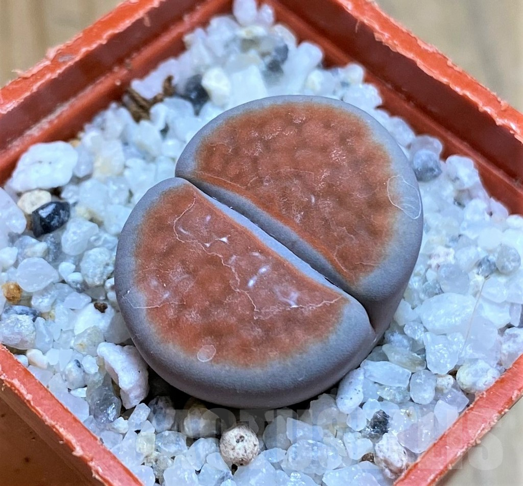 SH17585 Lithops karasmontana 'Lateritia'